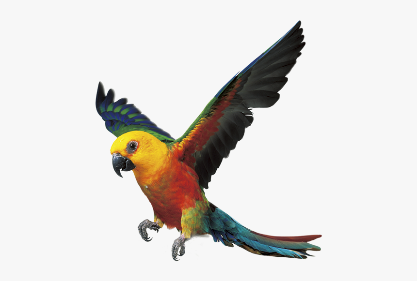 Parrot Bird Fly Png, Transparent Png, Free Download