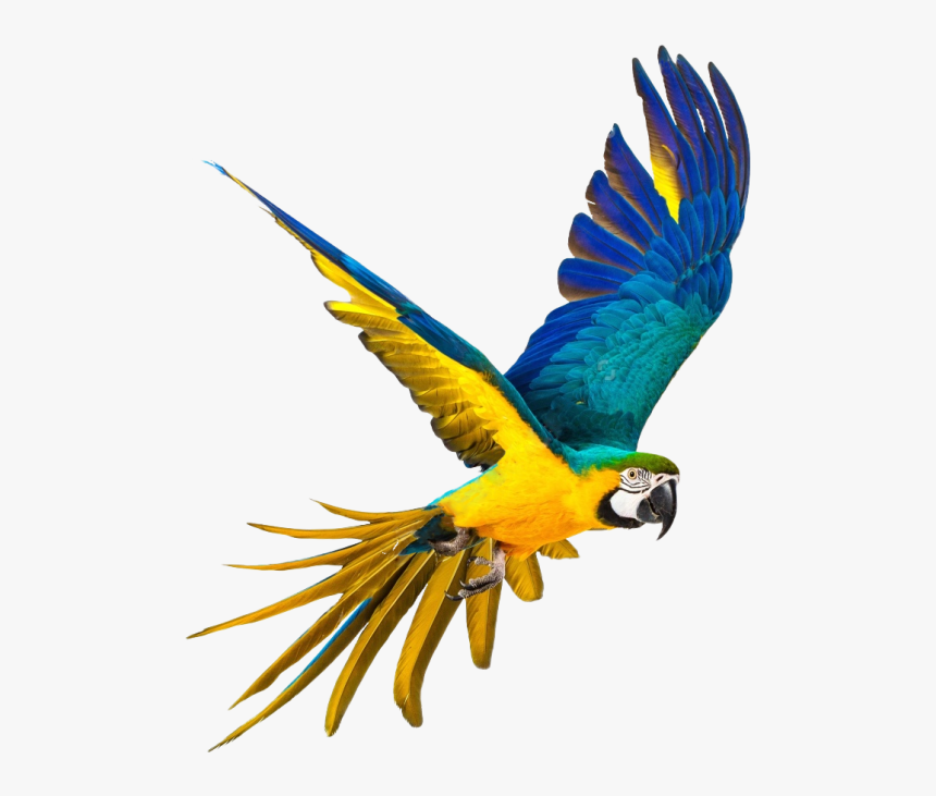 Transparent Background Parrot Png, Png Download, Free Download