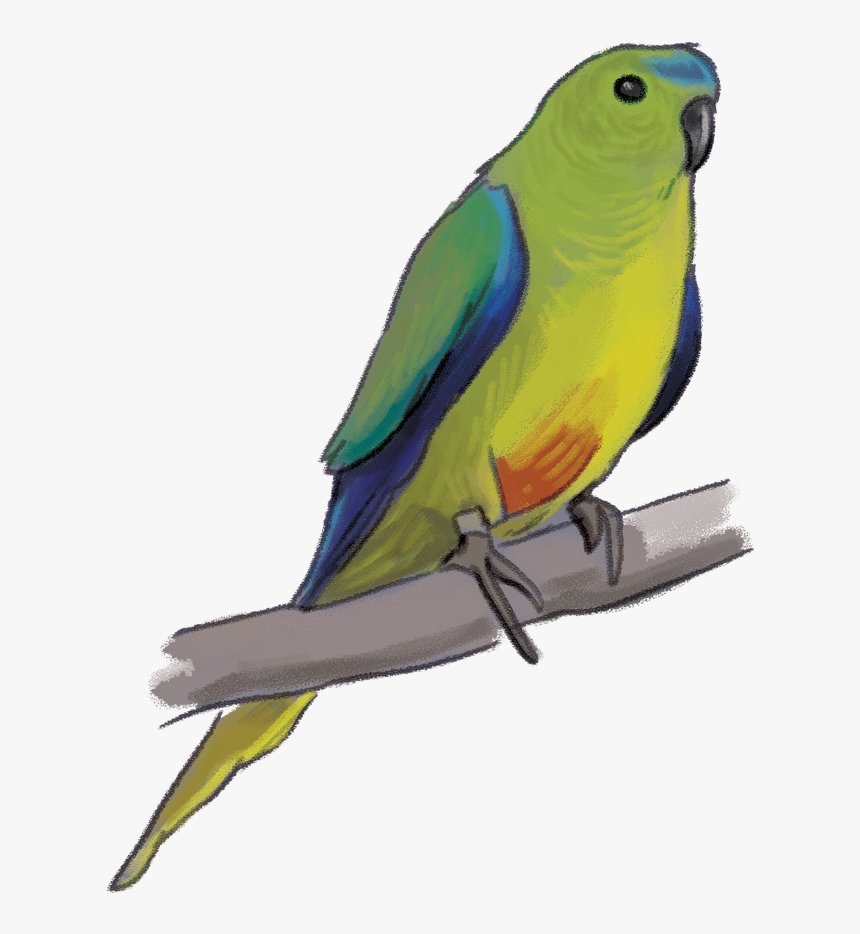 Orange Bellied Parrot Png, Transparent Png, Free Download