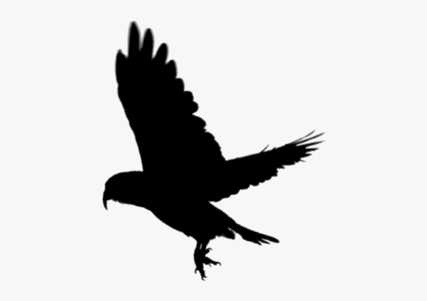 Cartoon Parrot Png Transparent Images - Golden Eagle, Png Download, Free Download