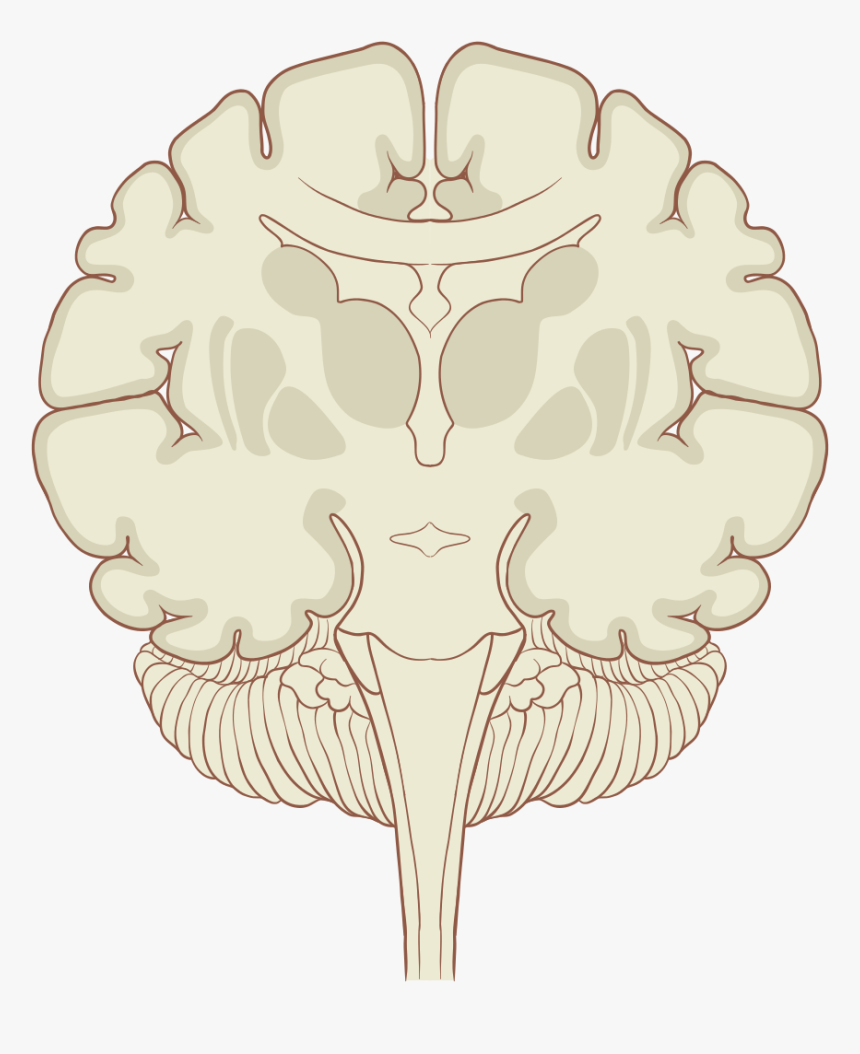 Brain Cross Section Coronal, HD Png Download, Free Download