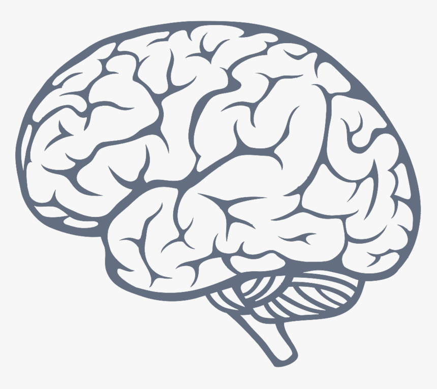 Transparent Brain Drawing Clipart - Brain Png, Png Download, Free Download