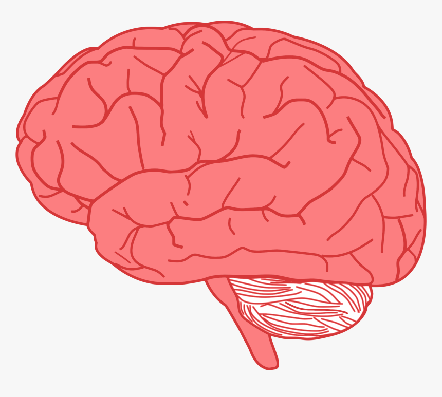 Brain Profile Optimized Big Image Png Ⓒ - Brain For Kids, Transparent Png, Free Download