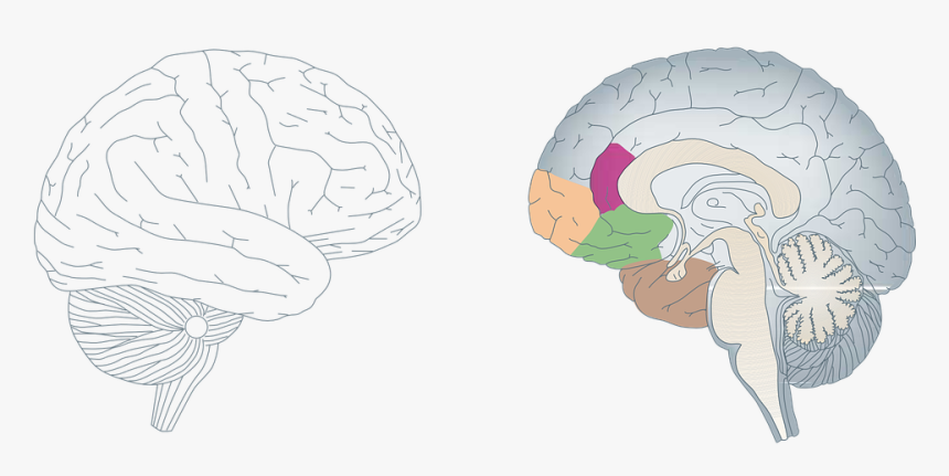 Brain, Human, Anatomy, Medicine, Cross-section, Profile - Cortex Orbitofrontal, HD Png Download, Free Download