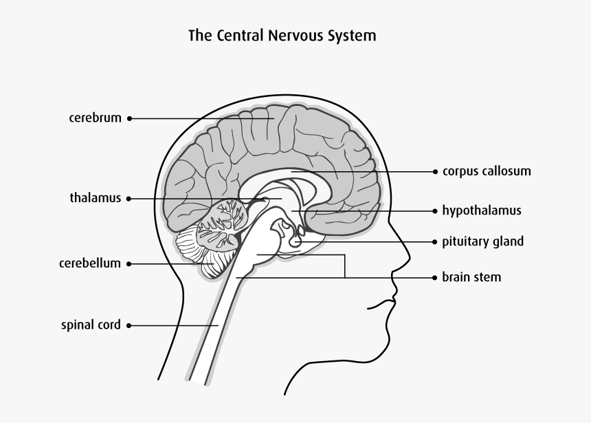 Nervous System Brain And Spinal Cord Diagram, HD Png Download, Free Download