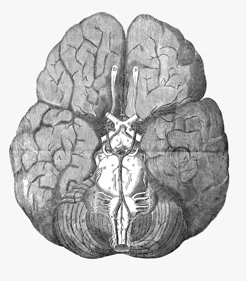 Brain Anatomy Drawing - Circle Of Willis Thomas Willis, HD Png Download, Free Download