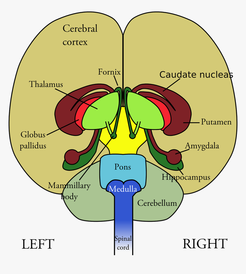 Brain-front View - Front Of Brain Diagram, HD Png Download, Free Download