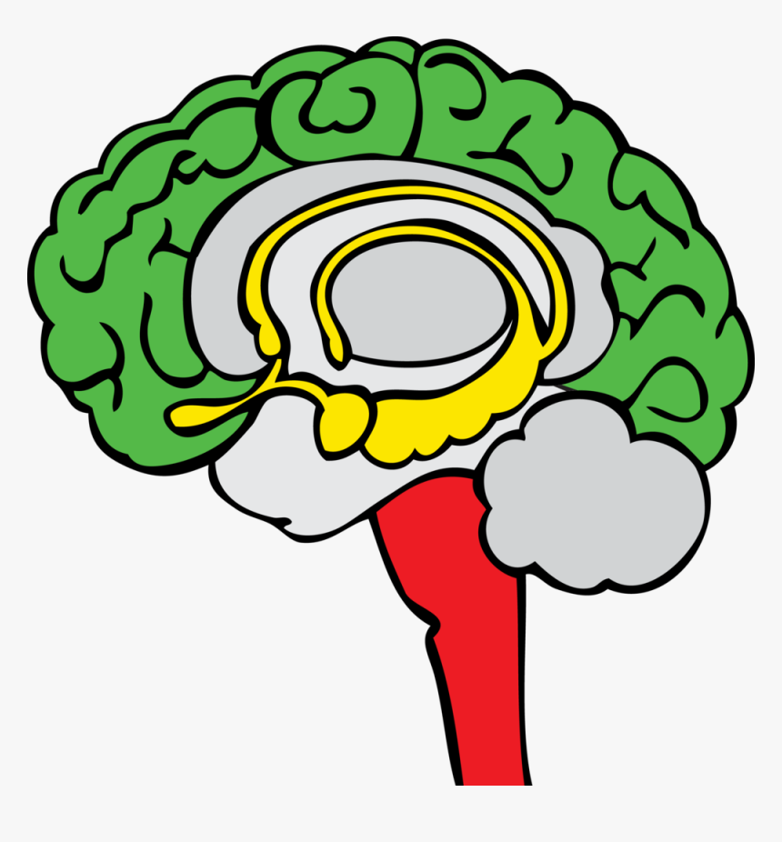 Knowledge Clipart Brain - Red Green Yellow Brain, HD Png Download, Free Download