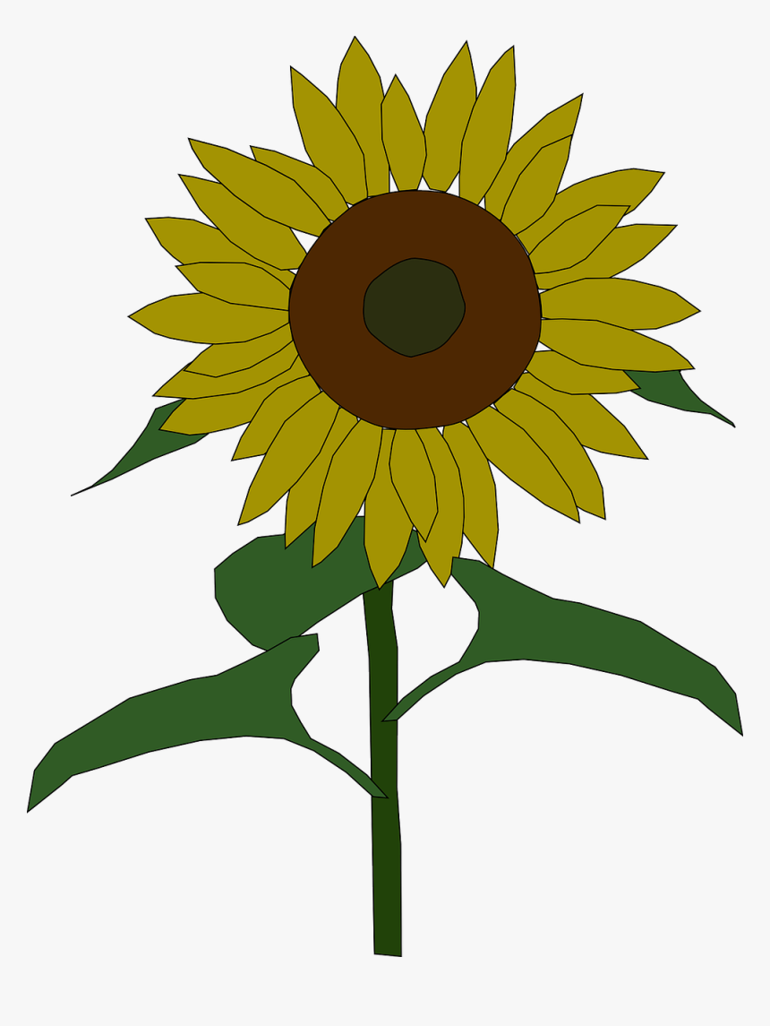 Sunflower, Yellow, Sun, Flower, Plant, Beautiful, Flora - Transparent Background Sunflower Clipart, HD Png Download, Free Download