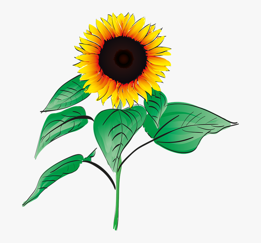 Sunflower, Summer, Plant, Garden, Flower, Orange, Field - Gambar Bunga Matahari Png, Transparent Png, Free Download