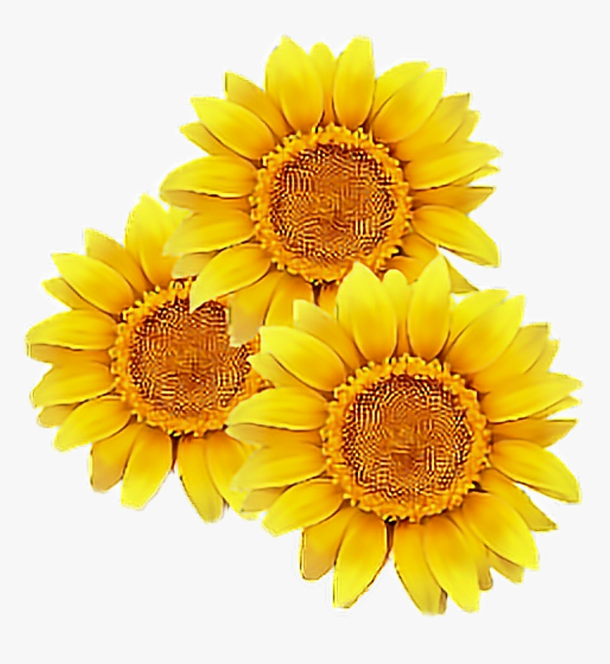 #sunflower #flower #yellow #cute #tumblr #overlay #flowers - Transparent Background Sunflower Clipart, HD Png Download, Free Download