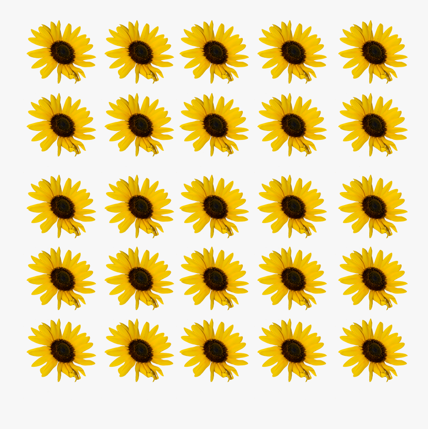 Sunflower Flower Free Png Transparent Images Free Download - Bumble Bee Counting, Png Download, Free Download