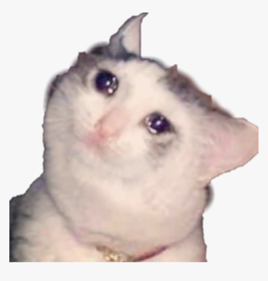 Sad Sadcat Cat Cats Cry Crybaby Tear Tears Crying Kitty - Crying Cat Png, Transparent Png, Free Download