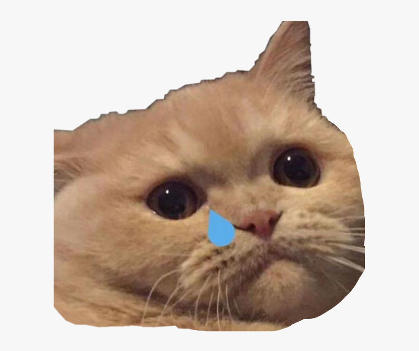 #cat #memes #cry #freetoedit - Cry Meme Sticker Png, Transparent Png, Free Download
