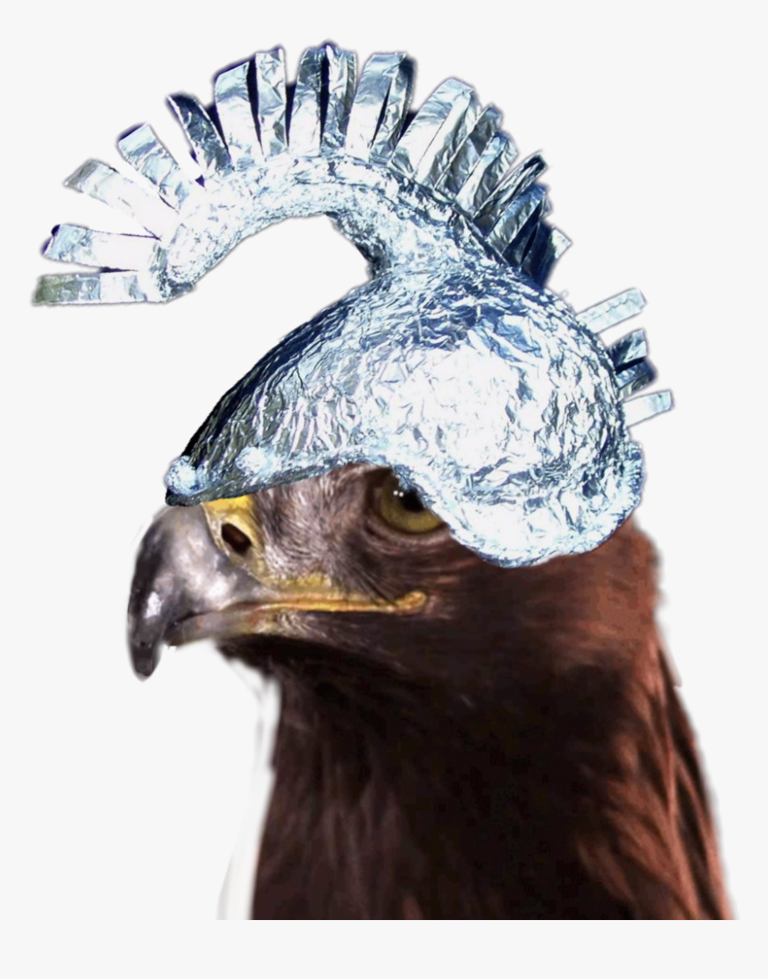 #eagle #tinfoilhat - Gif Sexy Eagle, HD Png Download, Free Download