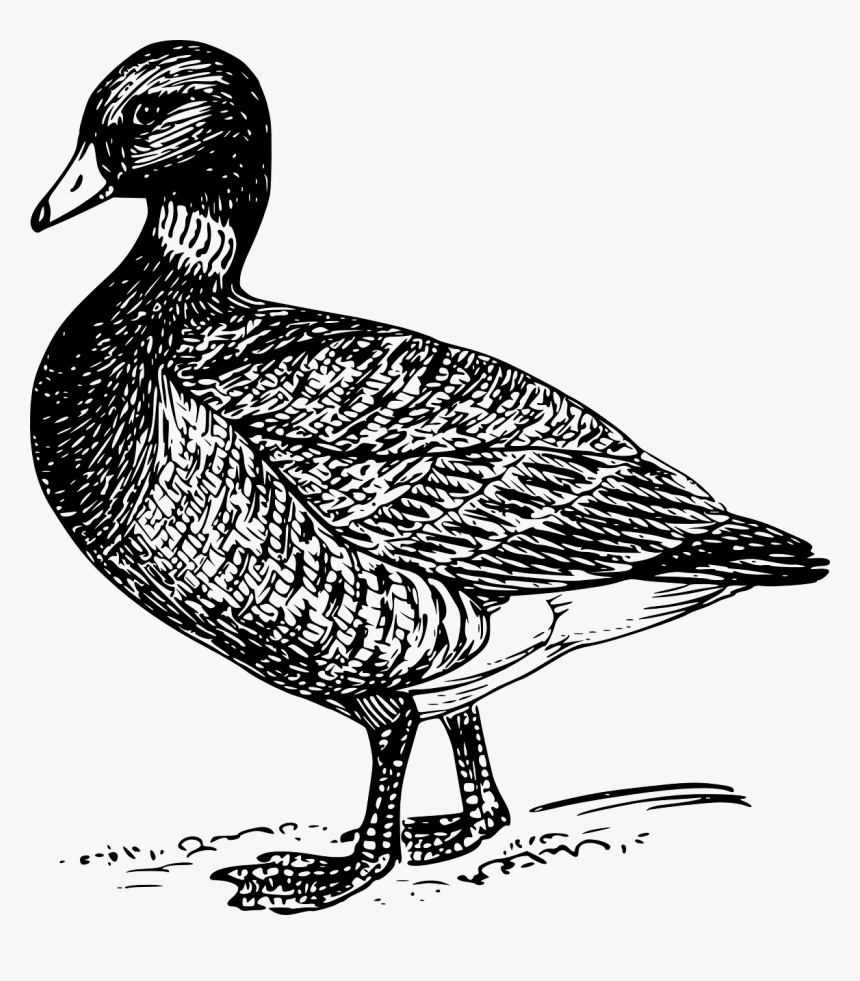 Mallard Duck Drawing Transparent, HD Png Download, Free Download