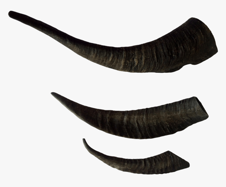 Horn, HD Png Download, Free Download