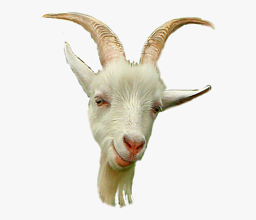 #коза #goat #белый #white #мех #fur #борода #beard - Goat Head Transparent Background, HD Png Download, Free Download