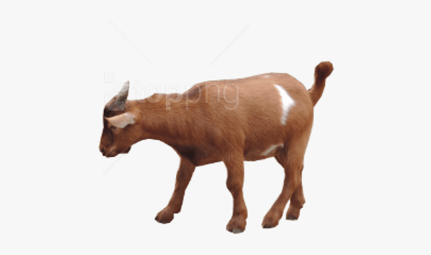 Goat Images Png - Transparent Background Goat Png, Png Download, Free Download