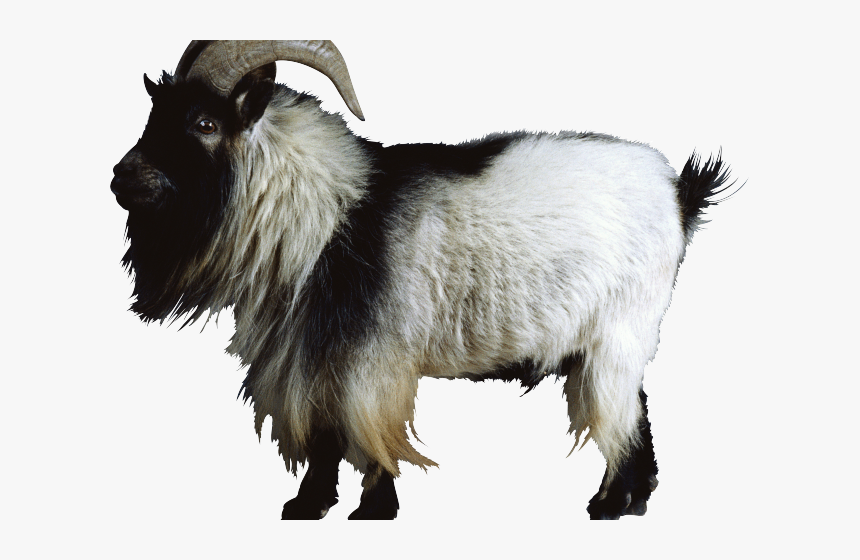 Transparent Background Goats Png, Png Download, Free Download