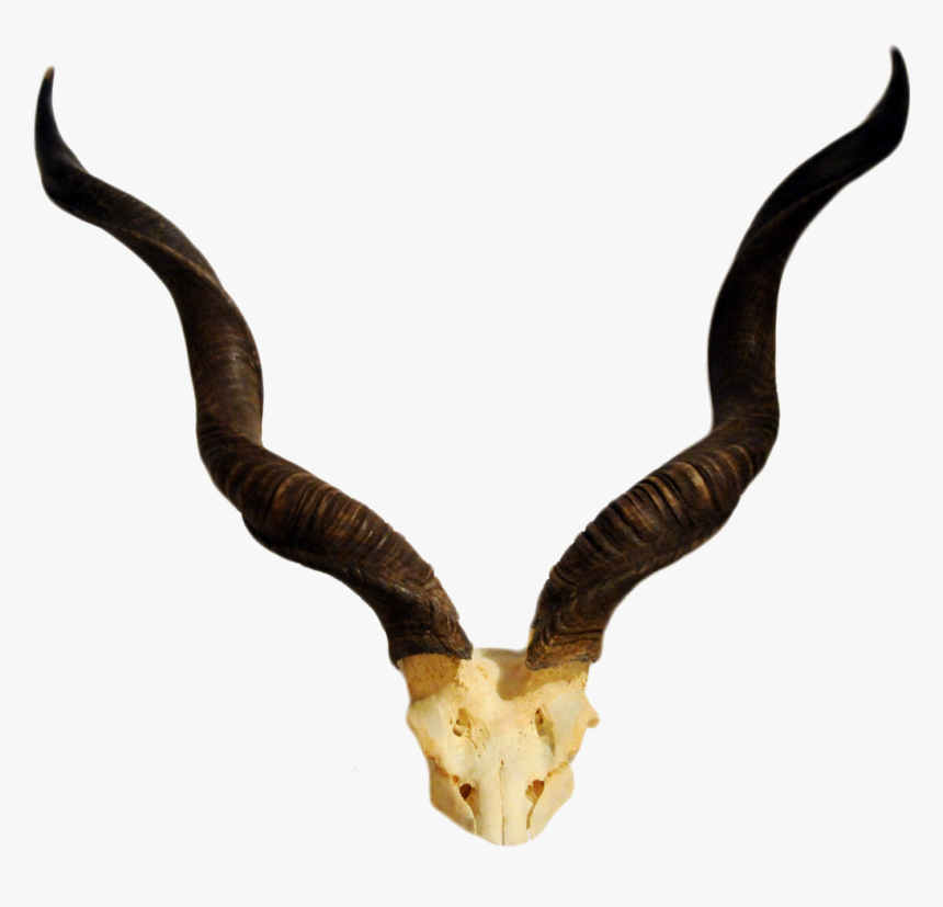 Horn Antelope Greater Kudu Skull - Antelope Horns Clipart, HD Png Download ...