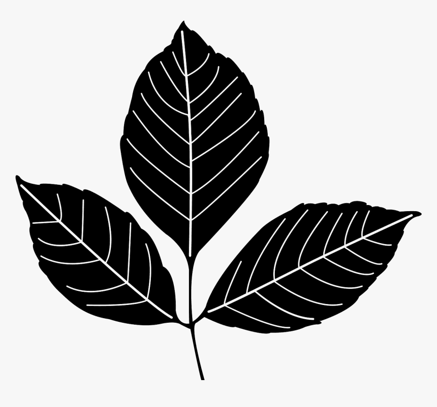 Ash Leaf Silhouette, HD Png Download, Free Download