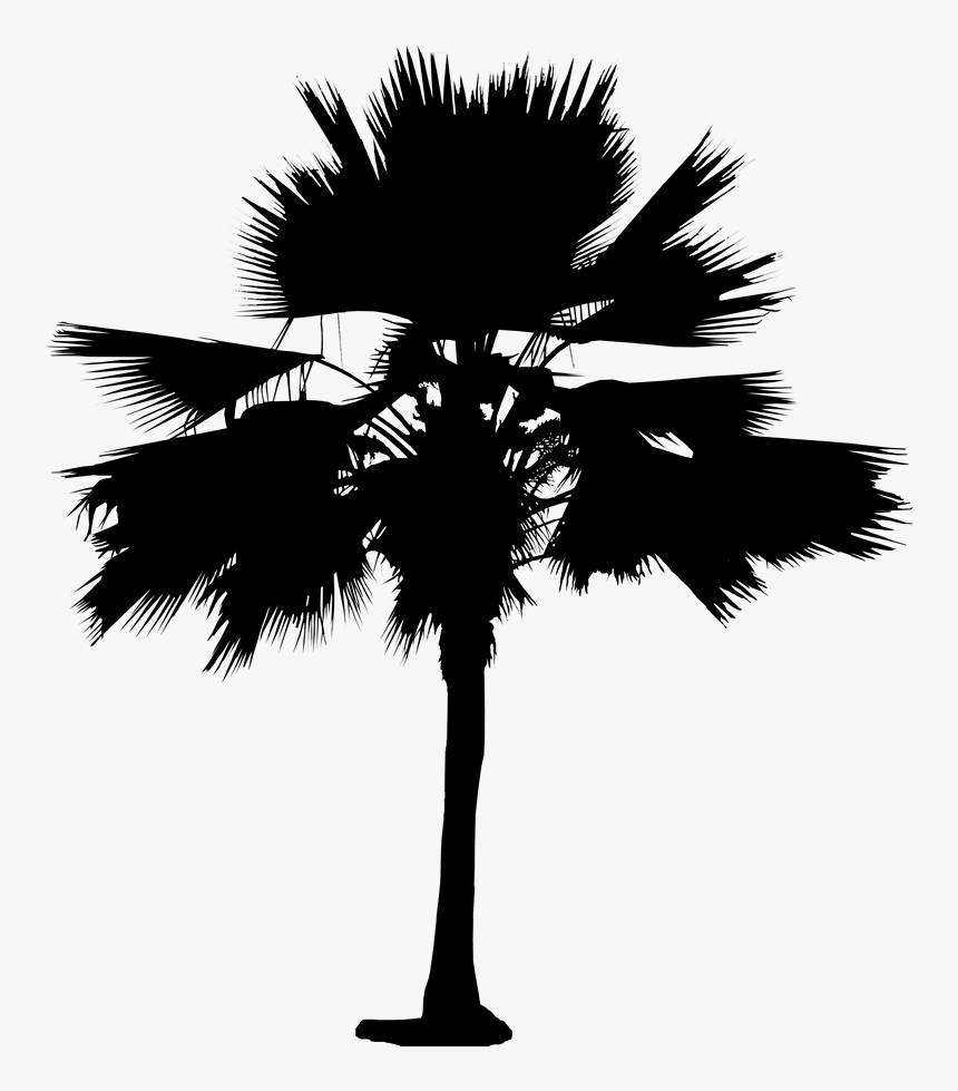 Asian Palmyra Palm Date Palm Leaf Palm Trees Silhouette - Sabal Palmetto, HD Png Download, Free Download