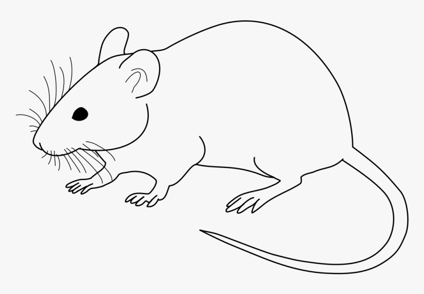 Clip Art Rat Black And White Clipart - Black And White Image Of Rat, HD Png Download, Free Download