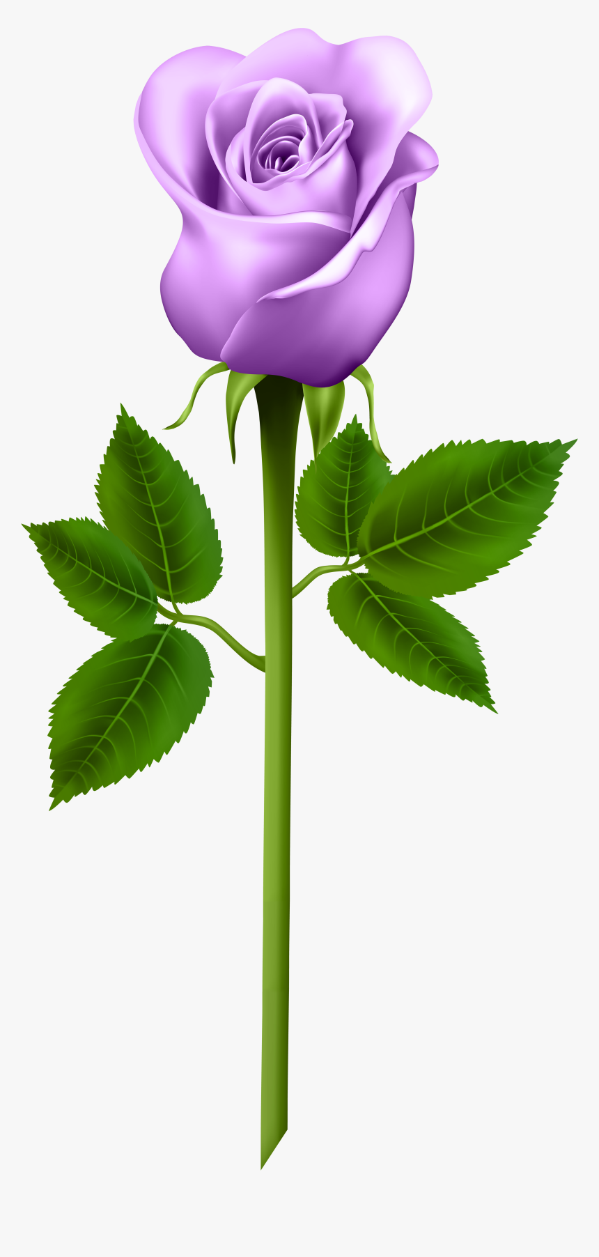 Purple Rose Png - Blue Rose Png, Transparent Png, Free Download