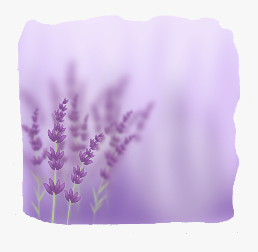 Transparent Lavender Flower Png - Lavender Background Light Purple, Png Download, Free Download