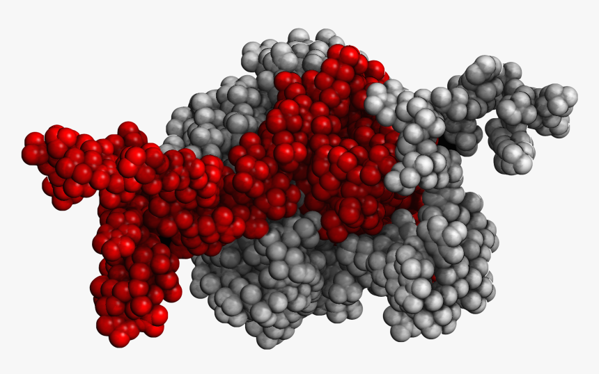 Two Intertwined Protein Chains - Protein Molecule Transparent, HD Png Download, Free Download