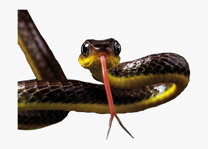 #snake - Common Garter Snake, HD Png Download, Free Download