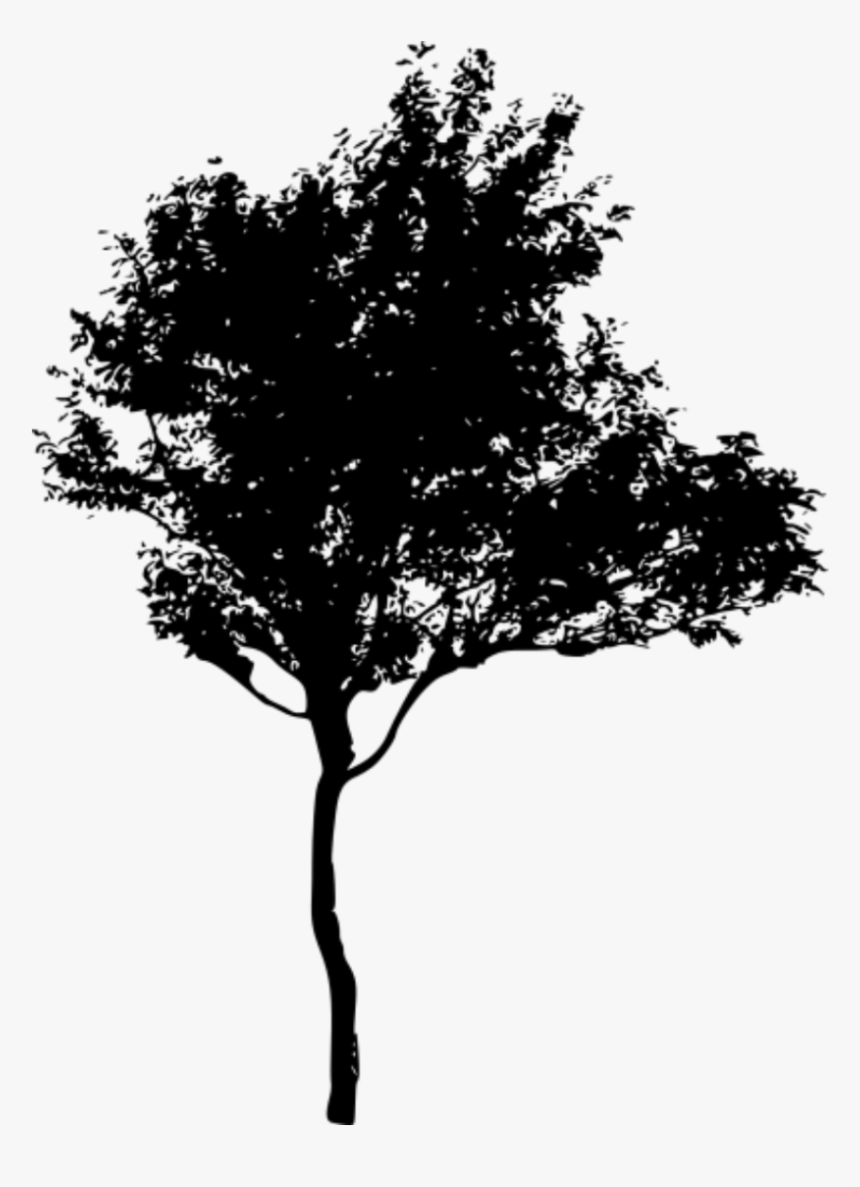 Transparent Tree Shadow Png - Silhouette Of Trees Png, Png Download, Free Download