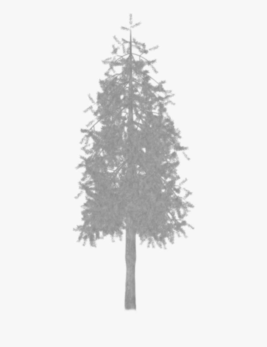 Transparent Tree Shadow Png - Christmas Tree, Png Download, Free Download