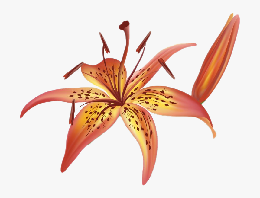 Lilium - Tiger Lily Clip Art, HD Png Download, Free Download