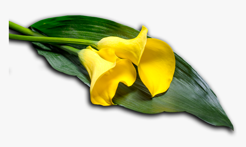 Calla, Leaf, Flower, Nature, Blossom, Bloom, Plant - Yellow Iris, HD Png Download, Free Download