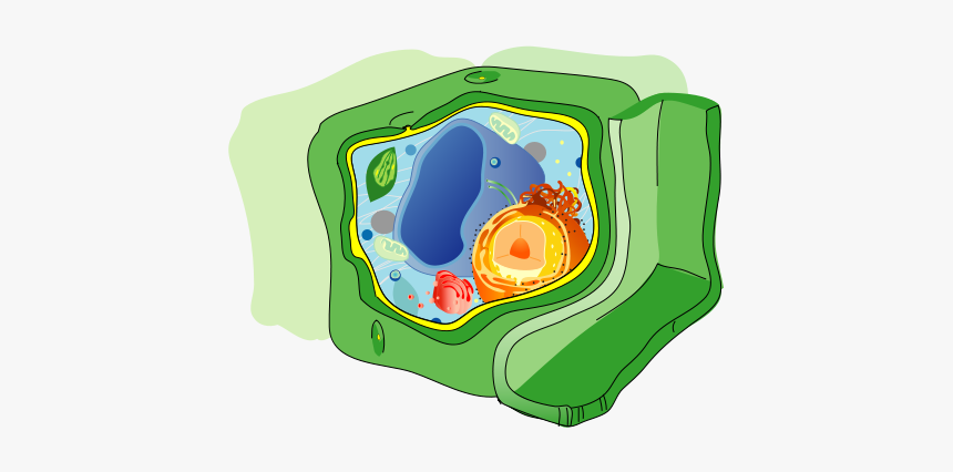 Plant Cell Structure No Text-2 - Plant Cell Diagram, HD Png Download, Free Download