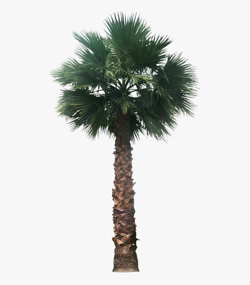 Fan Palm Tree Png, Transparent Png, Free Download