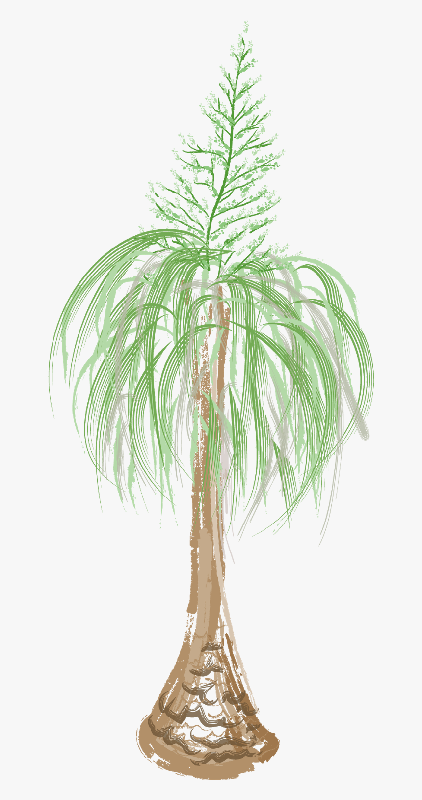 Beaucarnea Recurvata - Roystonea - Beaucarnea Recurvata Png, Transparent Png, Free Download