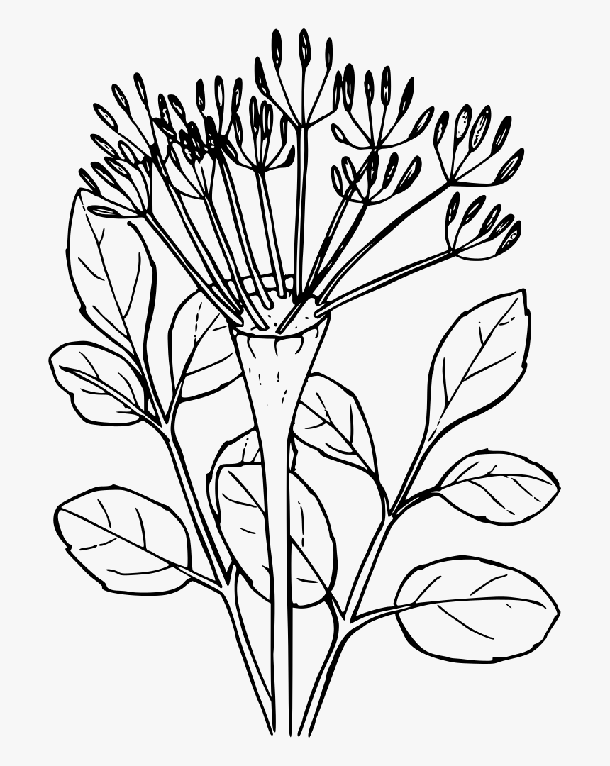 Naked-stemmed Desert Parsely - Desert Plant Clip Art, HD Png Download, Free Download