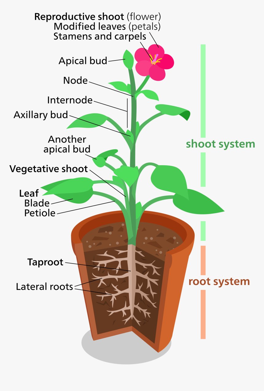 Plant Parts - Plant Structure, HD Png Download, Free Download