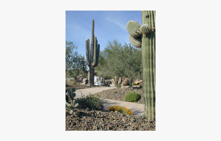 Desert Home In Beautiful Community - Hedgehog Cactus, HD Png Download, Free Download