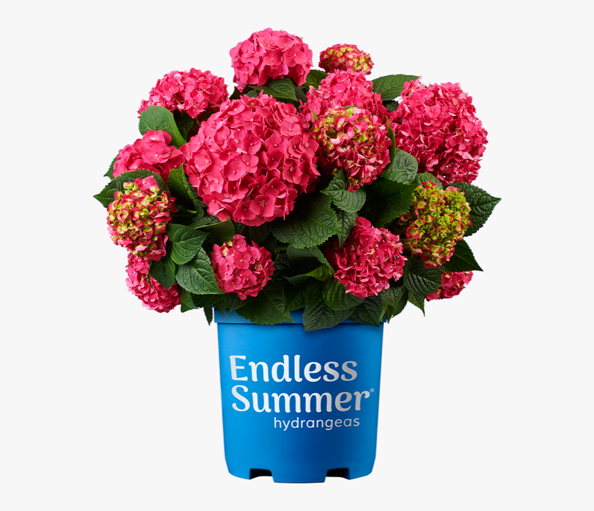 Endless Summer Summer Crush Hydrangea, HD Png Download, Free Download