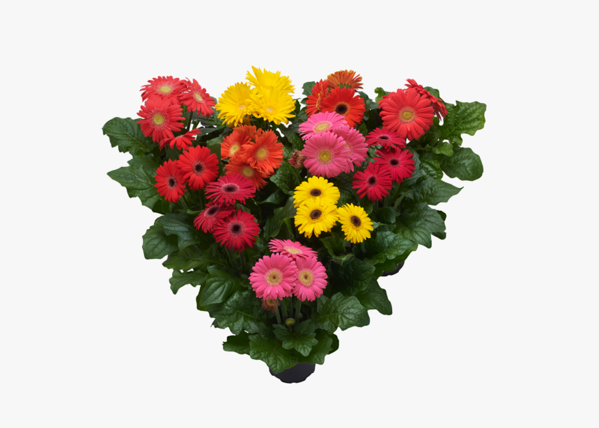 Hilverdaflorist - Pot Gerbera - Summer Mix - Barberton Daisy, HD Png Download, Free Download