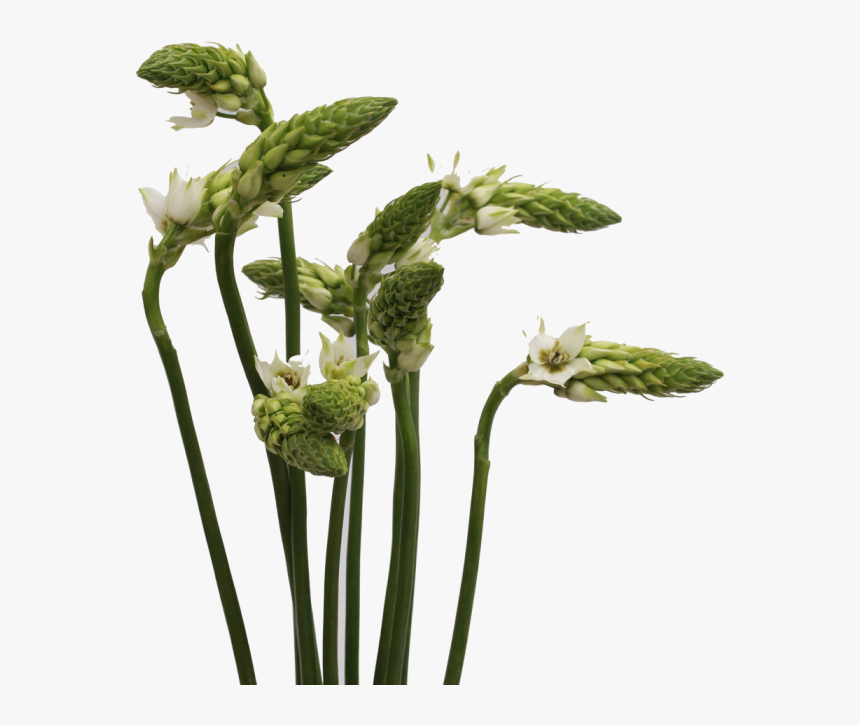 Star Of Bethlehem - Angelica, HD Png Download, Free Download
