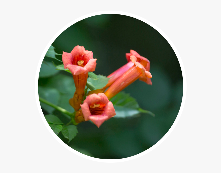 Trumpet Creeper, HD Png Download, Free Download