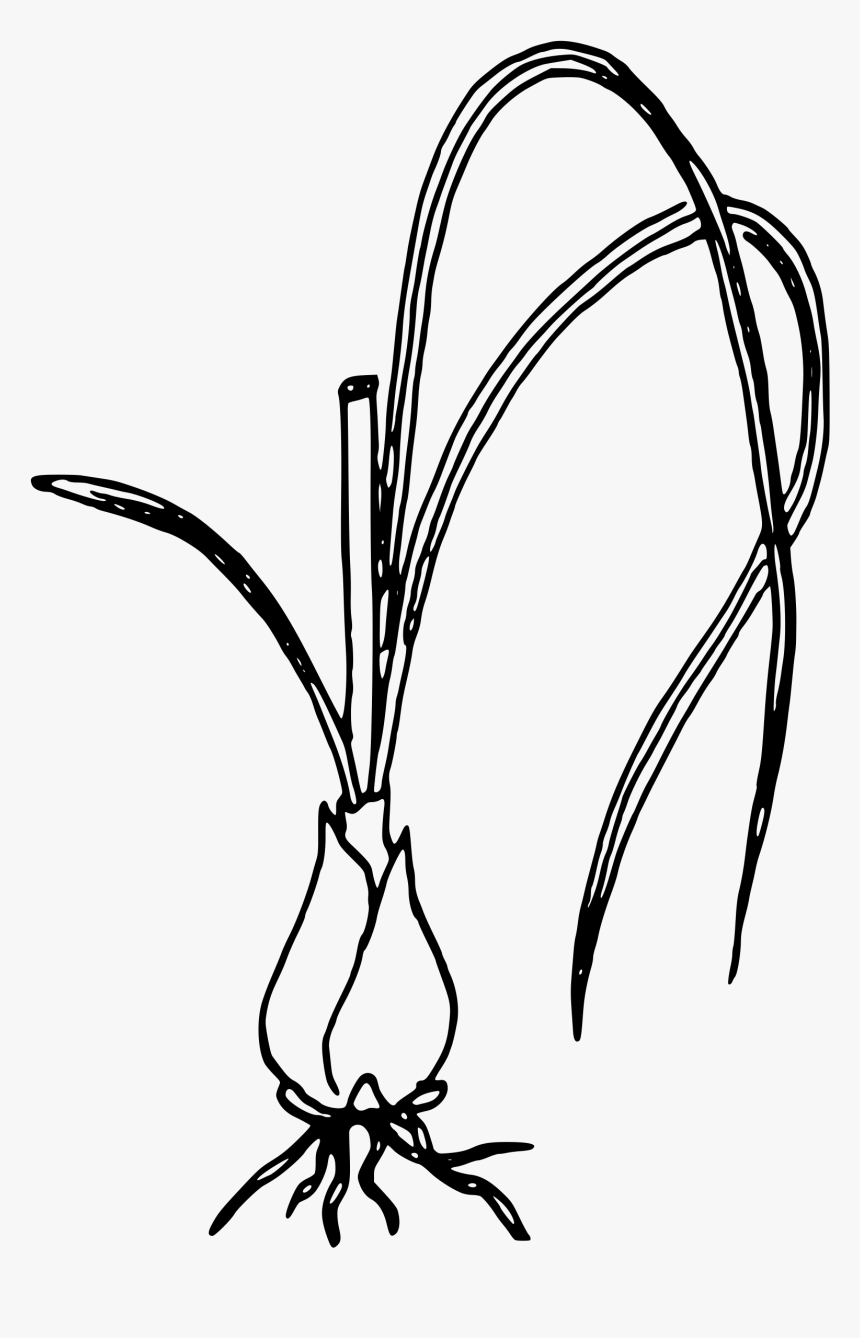 Green Onion Black And White, HD Png Download, Free Download