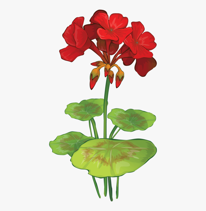 Summer Flowers Clip Art - Geranium Clip Art, HD Png Download, Free Download