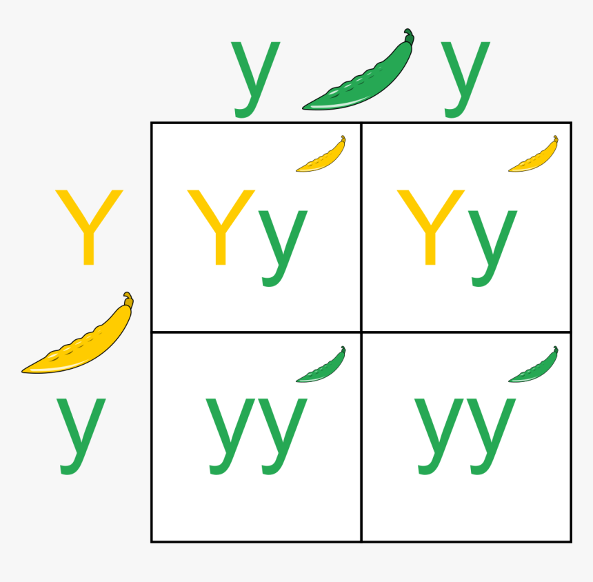 Https - //en - Wikipedia - Org/wiki/punnett Square - Non Mendelian Traits Examples, HD Png Download, Free Download