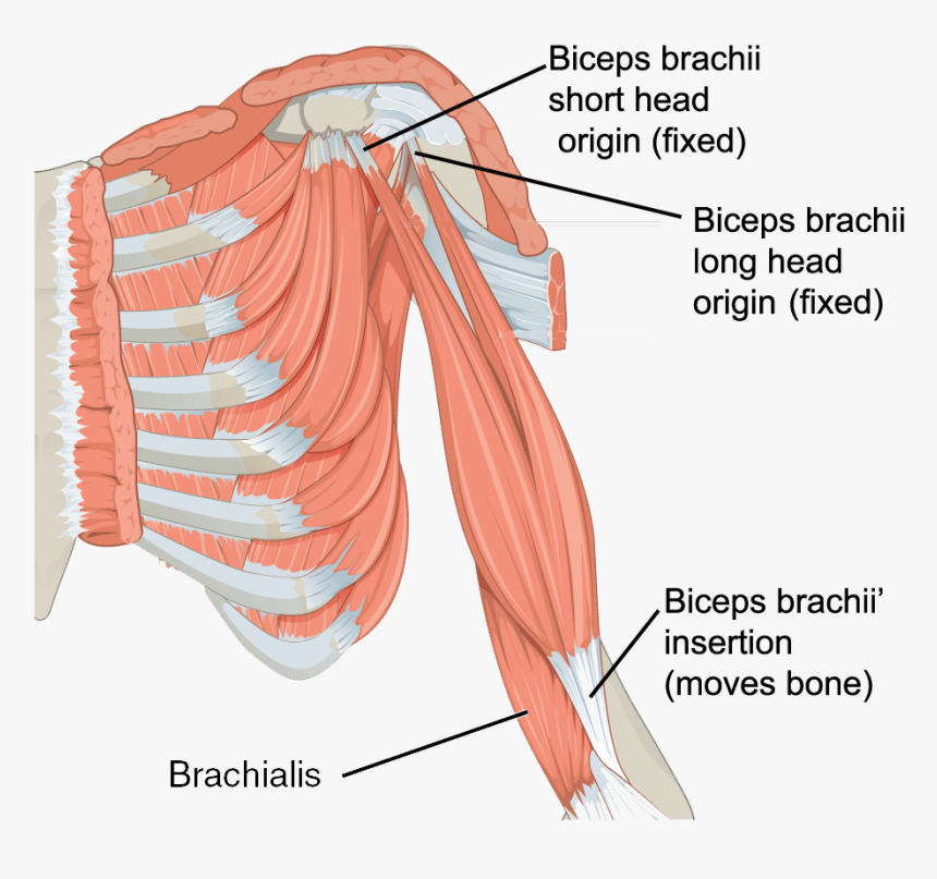 Biceps Brachii And Triceps Brachii, HD Png Download, Free Download